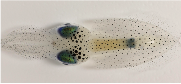 Hyperdisorder appears in pigment patterns on squid skin | Okinawa